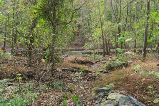 Patapsco Valley State Park outside of Baltimore, MD.